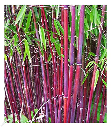 BALDUR Garten Roter Bambus 'Chinese Wonder' winterhart, 1 Pflanze, Fargesia jiuzhaigou No.1 bildet keine Wurzelausläufer, schnell wachsend, pflegeleicht von BALDUR Garten