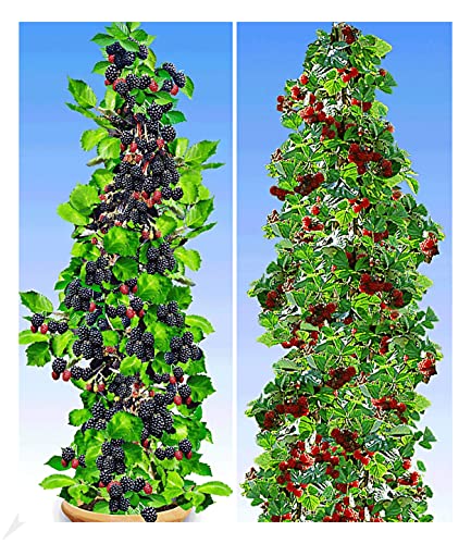 BALDUR Garten Säulen-Beeren-Kollektion 2 Pflanzen, 1 Pflanze Säulen-Brombeere Navaho® Big&Early und 1 Pflanze, Japanische Säulen-Himbeere Säulenobst winterhart, extragroße Brombeeren ernten, Rubus phoenicolasius von BALDUR Garten