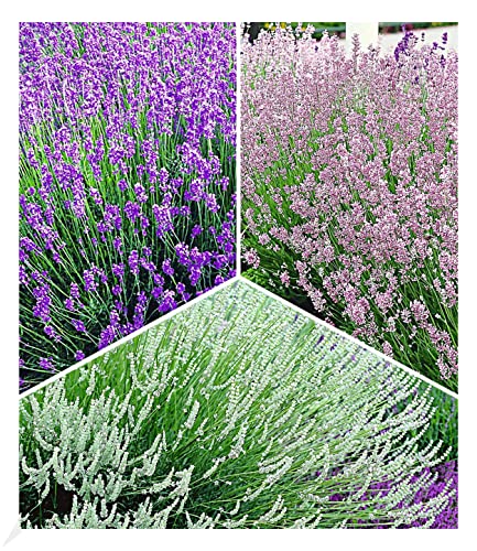 BALDUR Garten Winterharte Stauden Lavendel-Sortiment, 9 Pflanzen, blau, rosa, weiß, Duftlavendel, Lavandula angustifolia echter Lavendel, trockenresistent, mehrjährig, bienenfreundlich, blühend von BALDUR Garten