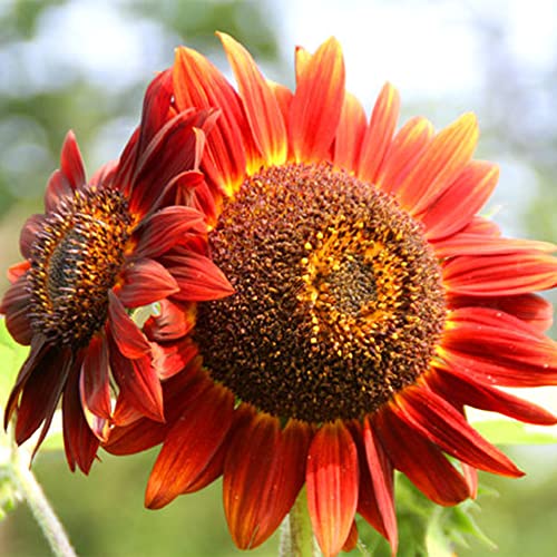 20 Stück Seltene Purpurrote Sonnenblume Samenschöne Blumensamen Werden Für Die Gartenbepflanzung Im Freien Verwendet Mit Ihrer Familie Genießen Sie Arbeitsvergnügen von BRKENT