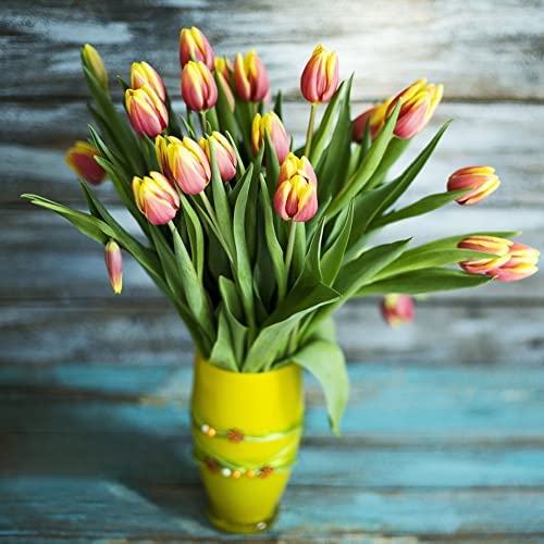 Tulpenzwiebeln Winterhart MehrjäHrig Blumenzwiebeln Zierlauch Zwiebeln Frisch Blumen Gartendeko FüR DraußEn Wildtulpen Zwiebeln Dipladenia Gartenpflanzen Balkonblumen 10 Tulpen Zwiebeln GelbRot von BRKENT