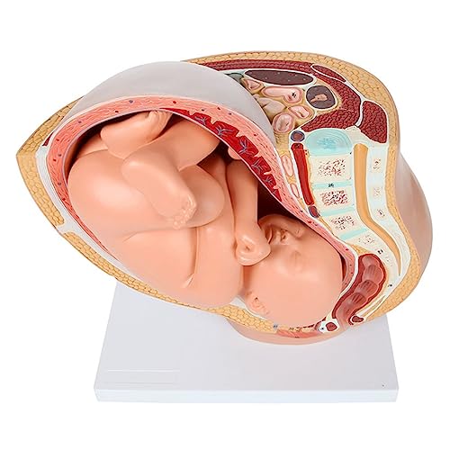 BYBEST anatomisches Modell Menschliche Schwangerschaft, fetale Entwicklung, 9. Monat, embryonales Beckenmodell, Fötus, Fötus, Schwangerschaftsanatomie Geschenk von BYBEST