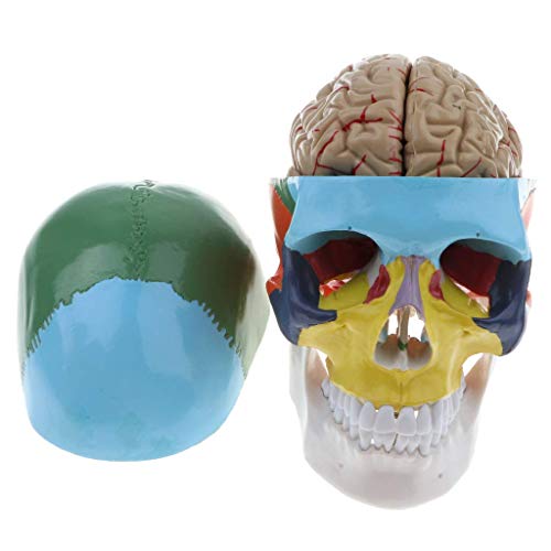 Backbayia Anatomie Skelett mit Schädel, menschliches Gehirn, Modell des Stamms für Schulungen, Werkzeuge, medizinische Lernbedarf von Backbayia
