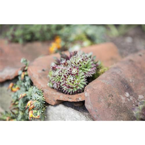 Sempervivum arachn.'Silberkarneol' - Spinnenwebige Steinrose 'Silberkarneol' - 9cm Topf von Bamberger Staudengarten Strobler