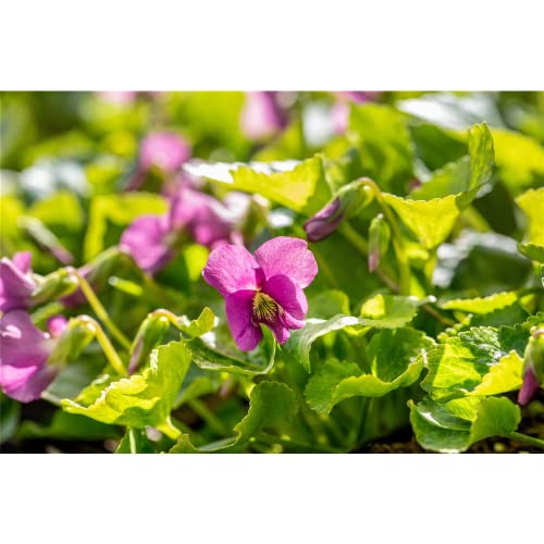 Viola sororia 'Rubra' - Garten-Pfingst-Veilchen 'Rubra' - 9cm Topf von Bamberger Staudengarten Strobler