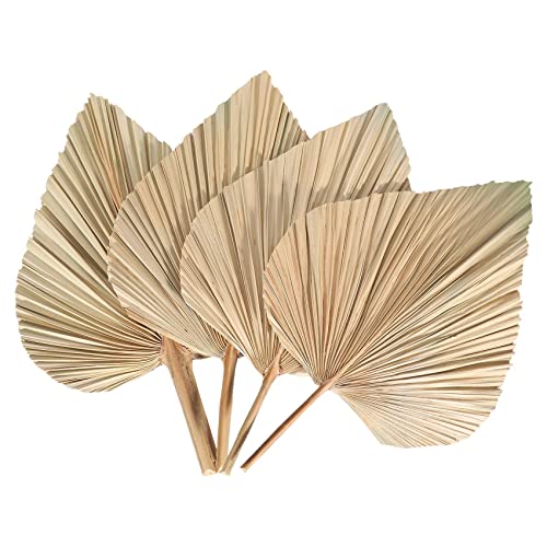 Barabesty 4 x getrocknete Palmblätter, getrocknete , getrocknete , künstliche Pflanzen, Palmenblätter, tropische Palmenblätter von Barabesty