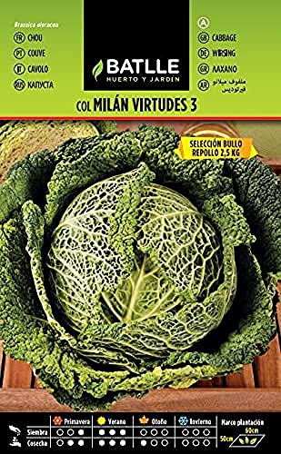 Batlle Gemüsesamen - Wirsingkohl Virtudes 3 sel. Bullo (3000 Samen) von Semillas Batlle