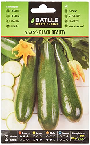 Batlle Gemüsesamen - Zucchini Black Beauty (Samen) von Semillas Batlle