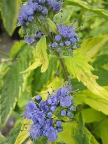 Bartblume Summer Sorbet (R) - Caryopteris clandonensis Summer Sorbet (R) - (30-40) von Baumschule Pflanzenvielfalt