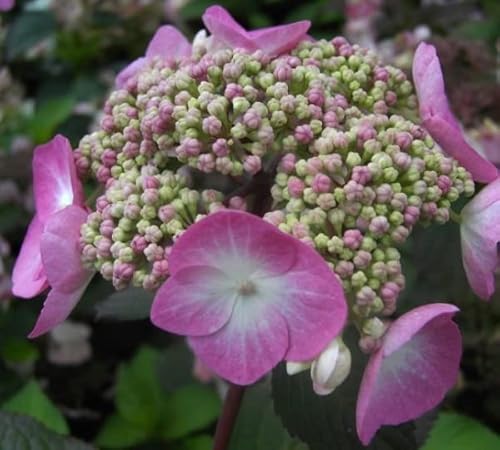 Bauernhortensie Twist n Shout - Gartenhortensie - Hydrangea macrophylla - Endless Summer von Baumschule Pflanzenvielfalt