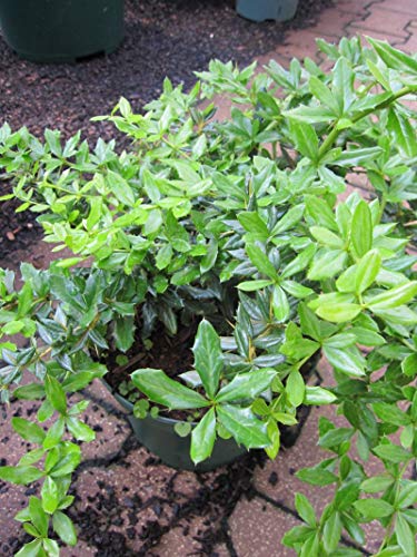 Berberis frikartii Telstar - immergrüne Berberitze Telstar - von Baumschule Pflanzenvielfalt