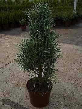 Blaue Säulenkiefer - Pinus sylvestris Fastigiata 30-40cm von Baumschule Pflanzenvielfalt