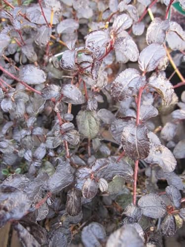 Ceanothus Tuxedo - Säckelblume Tuxedo von Baumschule Pflanzenvielfalt