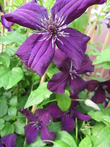 Clematis viticella Dark Eyes (60-100 cm) - Waldrebe/Klematis von Baumschule Pflanzenvielfalt