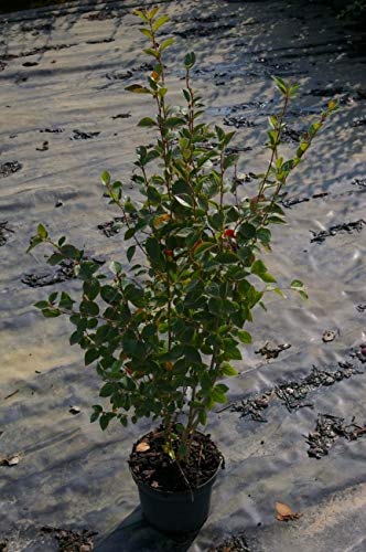 Cotoneaster acutifolius - Peking Mispel - Zwergmispel - Spitzblättrige Strauchmispel Verpackungseinheit 1 von Baumschule Pflanzenvielfalt