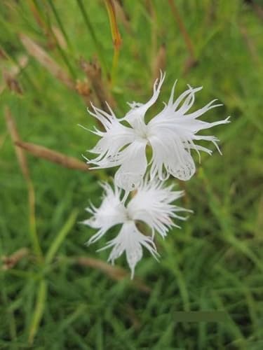 Dianthus arenarius - Sandnelke Stückzahl Rabatt 3er-Paket von Baumschule Pflanzenvielfalt