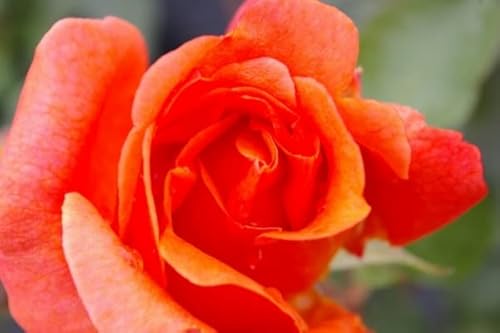 Edelrose - Rosa Cherry Brandy85® - Teehybride - Duft+++ - Tantau-Rose - von Baumschule Pflanzenvielfalt