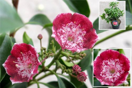 Kalmia latifolia Heart of Fire - Lorbeerrose Heart of Fire - Berglorbeer - von Baumschule Pflanzenvielfalt