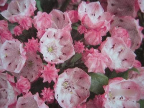 Kalmia latifolia Pink Frost - Berglorbeer Pink Frost 30-40 von Baumschule Pflanzenvielfalt