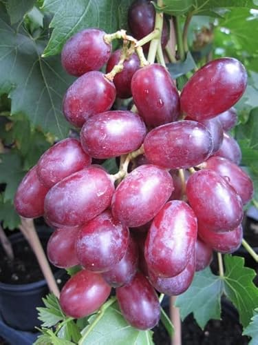 Kernlose Weintraube King Ruby - Vitis vinifera King Ruby von Baumschule Pflanzenvielfalt