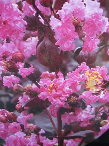 Lagerstroemia indica Rhapsody in Pink - Chinesische Kräuselmyrte - 60-80 cm von Baumschule Pflanzenvielfalt