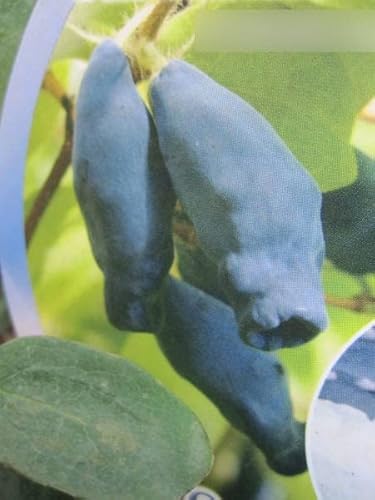 Lonicera kamtschatica Eisbär® - Sibirische Blaubeere Eisbär® - 40-60 von Baumschule Pflanzenvielfalt