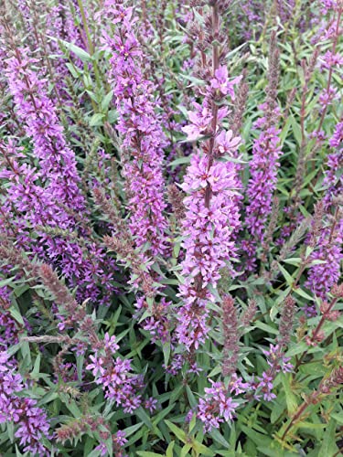 Lythrum virgatum Rosy Gem - Ruten-Weiderich Rosy Gem Preis nach Stückzahl 2 Stück von Baumschule Pflanzenvielfalt