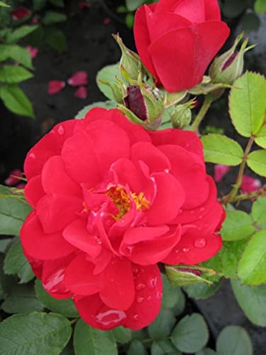 Parkrose Rosa Hansaland® leuchtend rot Duft- Kordes-Rose von Baumschule Pflanzenvielfalt