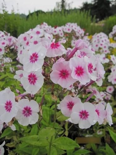 Phlox paniculata Swizzle - Flammenblume Swizzle Stückzahl Rabatt Einzelpreis von Baumschule Pflanzenvielfalt