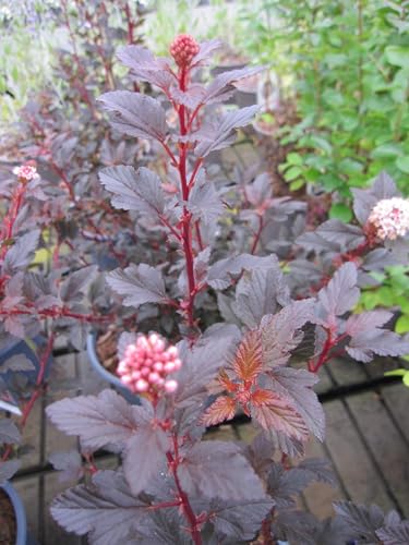 Physocarpus opulifolius Magical Sweet Cherry Tea - Blasenspiere - 30-40 von Baumschule Pflanzenvielfalt