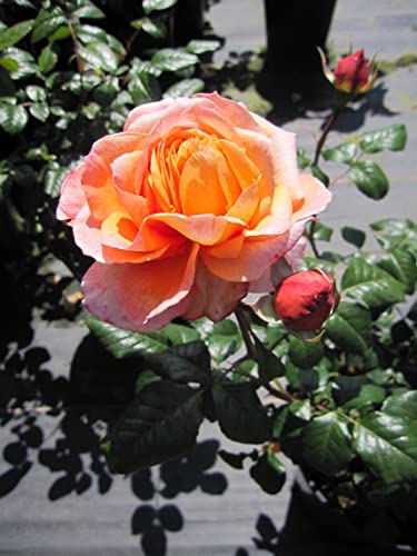 Rosa Capri ® - Nostalgie - Edelrose - Tantau Rose von Baumschule Pflanzenvielfalt