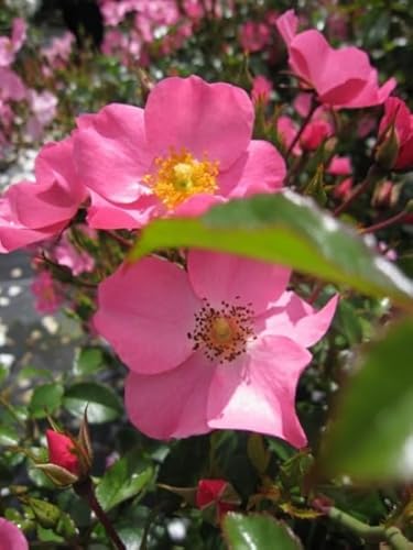 Rosa Fortuna® - Beetrose - Bodendeckerrose - Kordes-Rose - Rigo-Rose - ADR-Rose - Preis nach Stückzahl Einzelpreis von Baumschule Pflanzenvielfalt