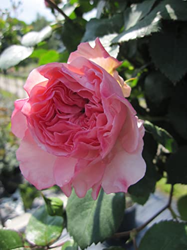 Rosa Mariatheresia ® - Stammrose Mariatheresia® von Baumschule Pflanzenvielfalt