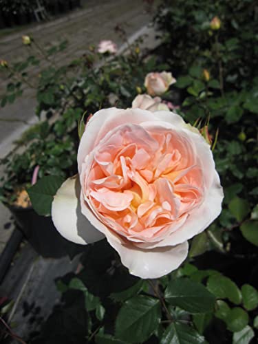 Rosa Matthias Claudius ® - Strauchrose - Tantau Rose - ADR Rose von Baumschule Pflanzenvielfalt