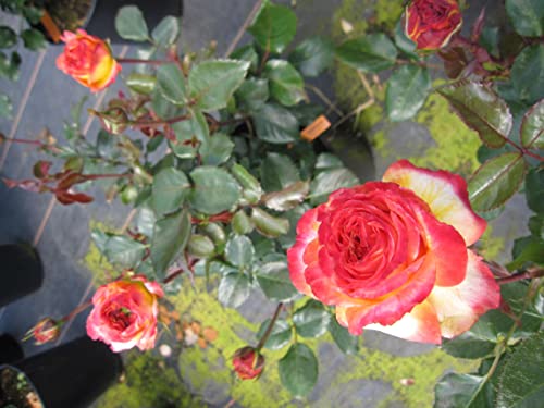 Rosa Meteor ® - Beetrose Meteor ® - Kordes Rose von Baumschule Pflanzenvielfalt