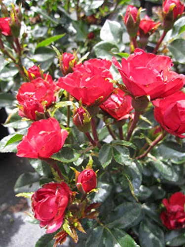 Rosa Zepeti ® - Beetrose Zepeti ® - Meibenbino ® - Meilland Rose von Baumschule Pflanzenvielfalt