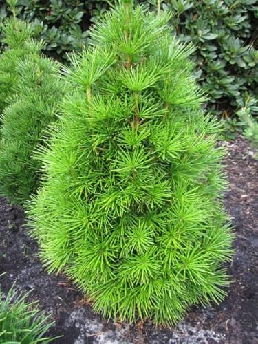 Sciadopitys verticillata Grüne Kugel - japanische Schirmtanne 30-40 von Baumschule Pflanzenvielfalt