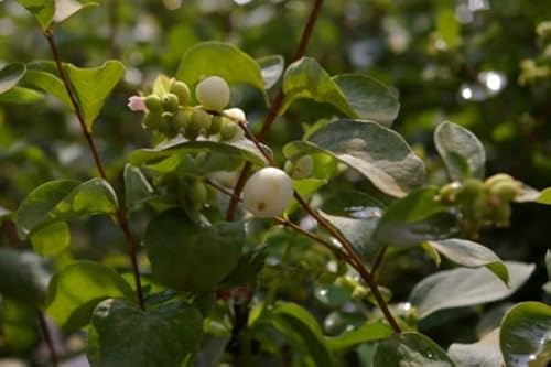 Symphoricarpos albus White Hedge - Weiße Schneebeere - Knallerbsenstrauch - 60-100 von Baumschule Pflanzenvielfalt