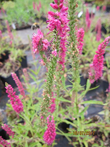 Veronica spicata Rotfuchs - Scheinähriger Ehrenpreis Rotfuchs Stückzahl Rabatt Einzelpreis von Baumschule Pflanzenvielfalt