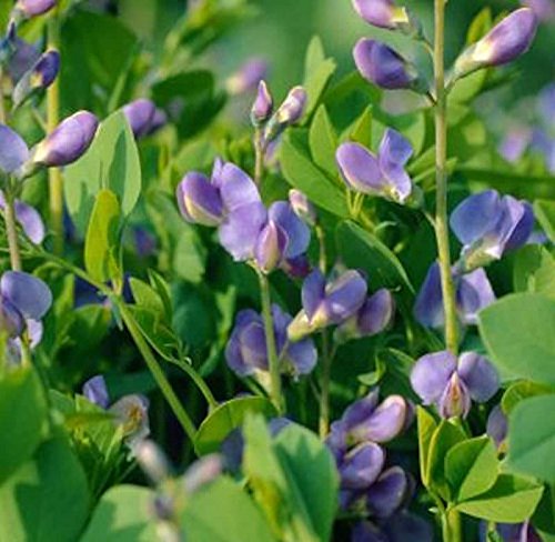 Australische Färberhülse - Baptisia australis - Gartenpflanze von Baumschule