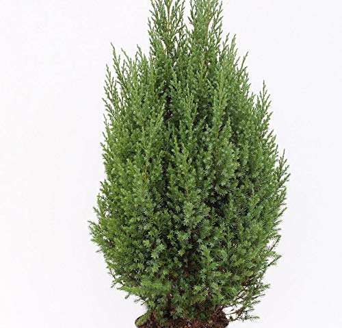 Blauer Kegelmooswacholder 25-30cm - Juniperus chinensis - Gartenpflanze von Baumschule