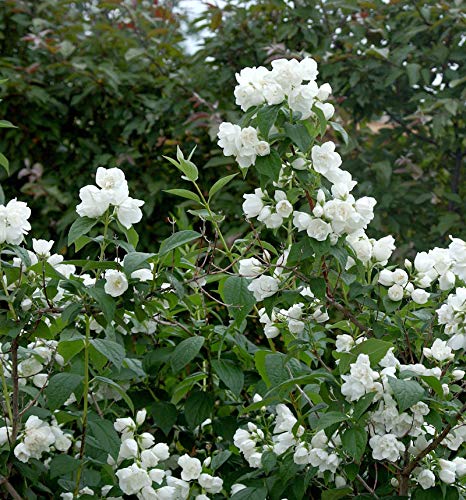 Gefüllter Gartenjasmin Schneesturm 60-80cm - Philadelphus - Gartenpflanze von Baumschule