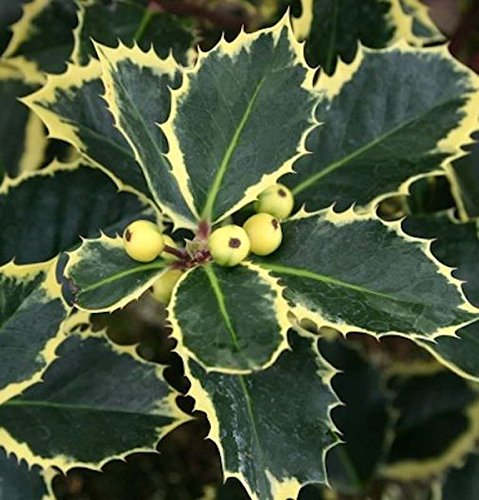 Gelbbunte Stechpalme Aurea 30-40cm - Ilex aquifolium - Gartenpflanze von Baumschule