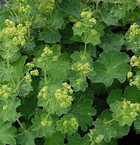 Gelbgrüne Frauenmantel - Alchemilla xanthochlora - Gartenpflanze von Baumschule