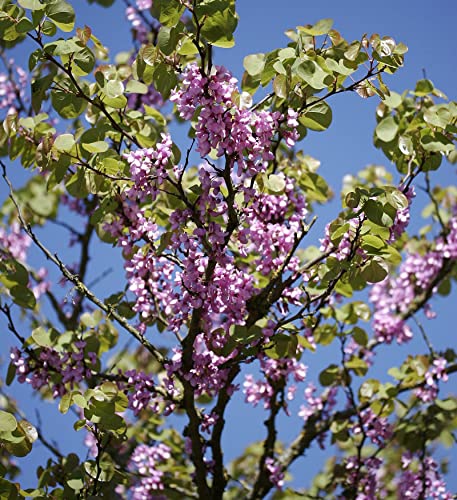 Gemeiner Judasbaum 60-80cm - Cercis siliquastrum - Gartenpflanze von Baumschule