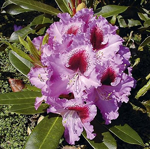 INKARHO - Großblumige Rhododendron Kabarett 30-40cm - Alpenrose - Gartenpflanze von Baumschule
