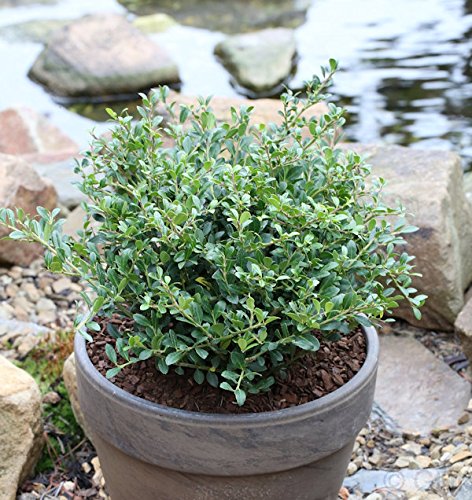 Löffel Ilex Dark Green 20-25cm - Ilex crenata - Gartenpflanze von Baumschule