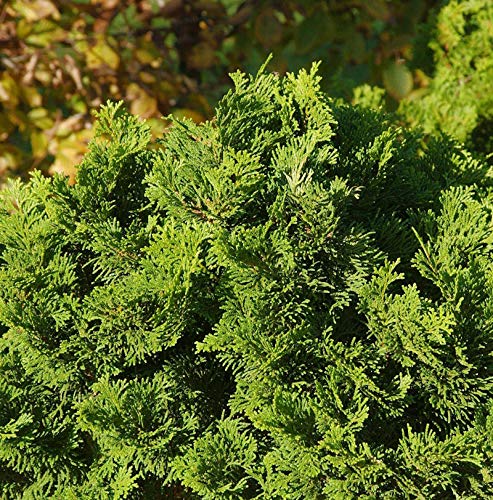 Muschelzypresse Nana Gracilis 10-15cm - Chamaecyparis obtusa - Gartenpflanze von Baumschule