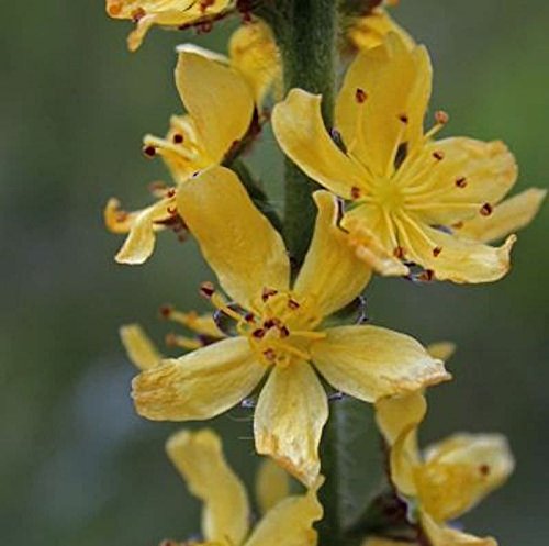 Odermenning - Agrimonia eupatoria - Gartenpflanze von Baumschule