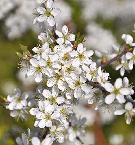 Schwarzdorn 40-60cm - Prunus spinosa - Gartenpflanze von Baumschule